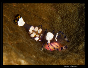 Crevette arlequin dans son anémone by André Bruchez 